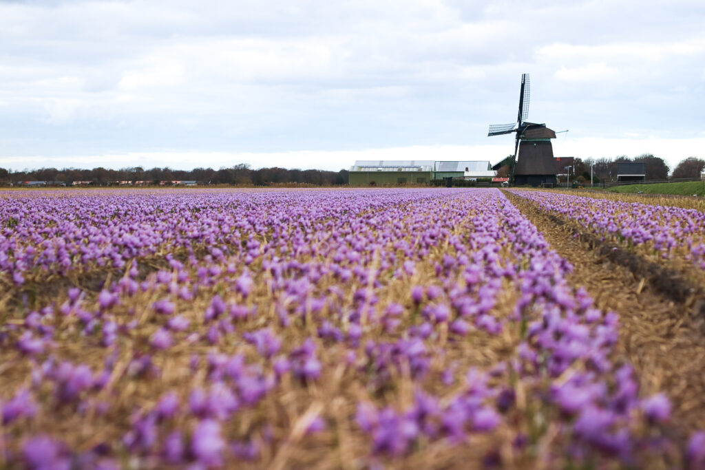 Saffron growing in the Netherland