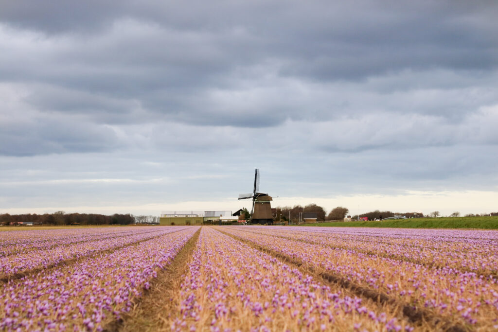saffraan het super specerij geteeld in Nederland