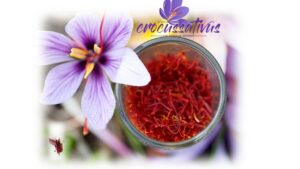 Projecten in landen waar wij saffraan verkopen en waar wij onze kennis delen met telers en consumenten.